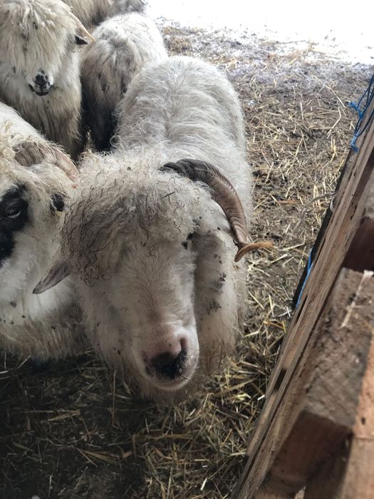 oaie de taiat la 250 ron