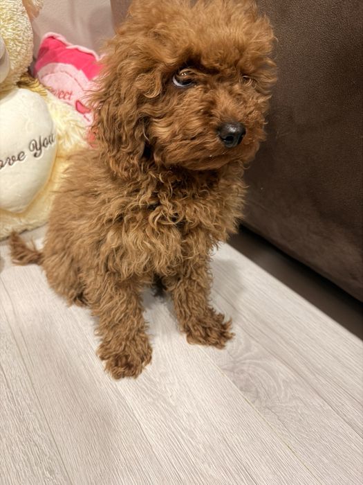 Той Пудел женско – ваксини, паспорт, много красиво