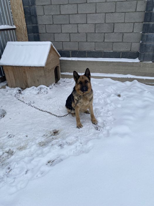 Немецкий овчарка