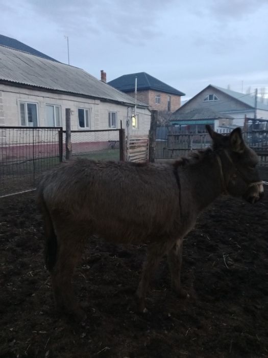 Ешек ұрғашы сатылады саудасы бар