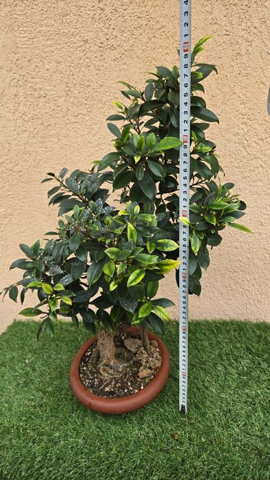 Bonsai Ficus Retusa
