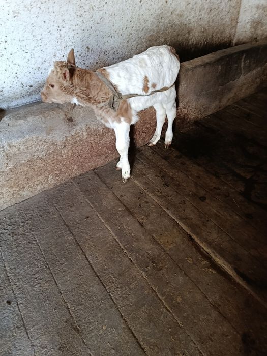 Корова перва телка