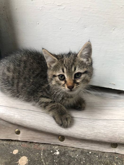 Zotli Mushuk bolari sotiladi