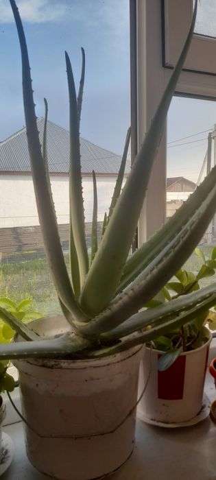 Продам Комнатные цветы