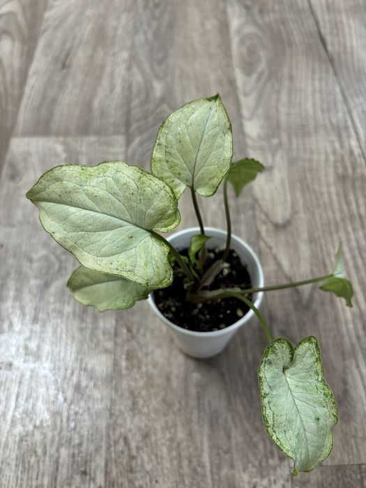 Продам комнатные цветы