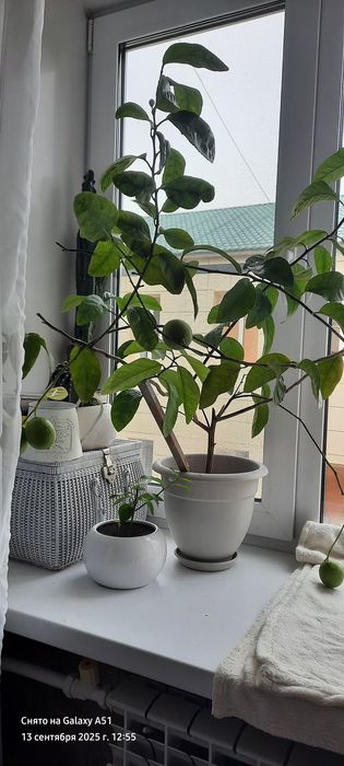 продам лимоны плодоносящие