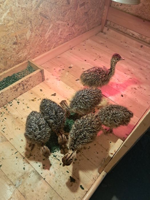 Pui de struț african