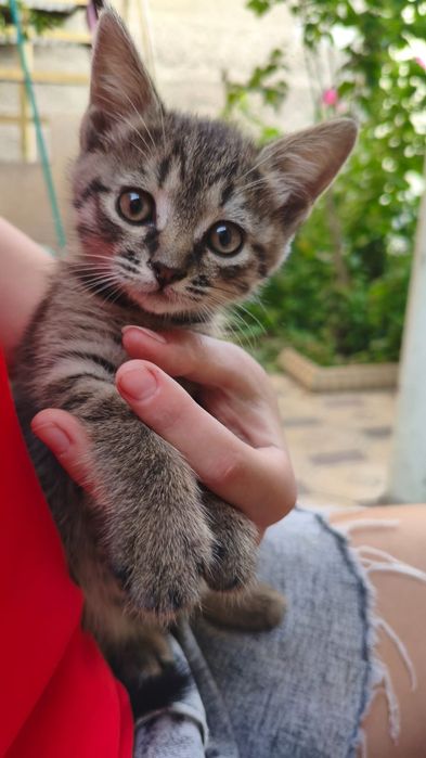 Котенок очень умный