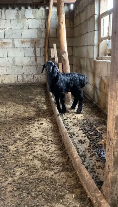 Гисар козылар сатам