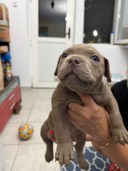 Pui American Bully de vanzare Sector 3