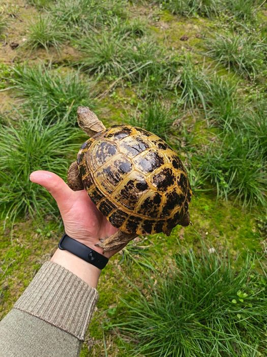 Toshbaqalar hamma razmeri bor Черепашки разные размер