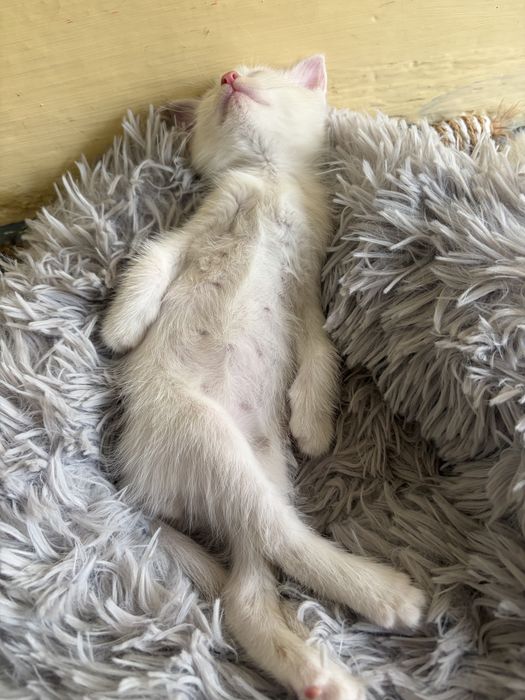 Отдам котят даром, в надеждные руки