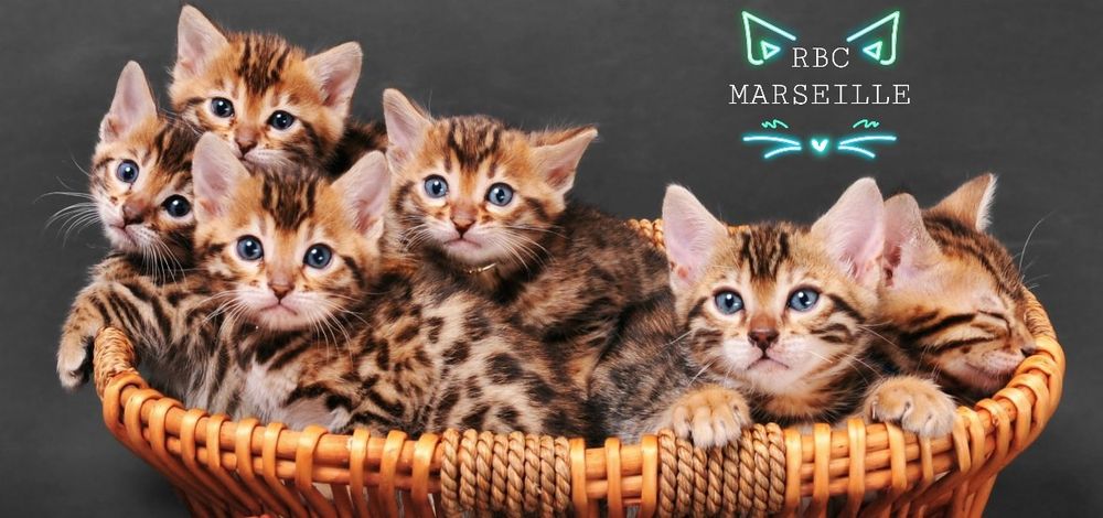 " Шикарные Вengal -парды"