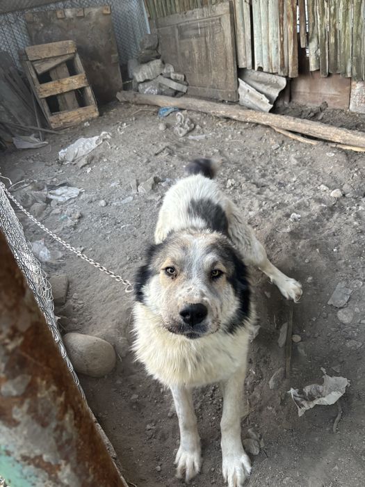 Алабай мен казахи шатыс