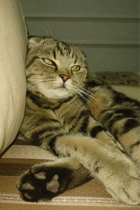 Кот, 5 лет, отдаем в самые добрые руки