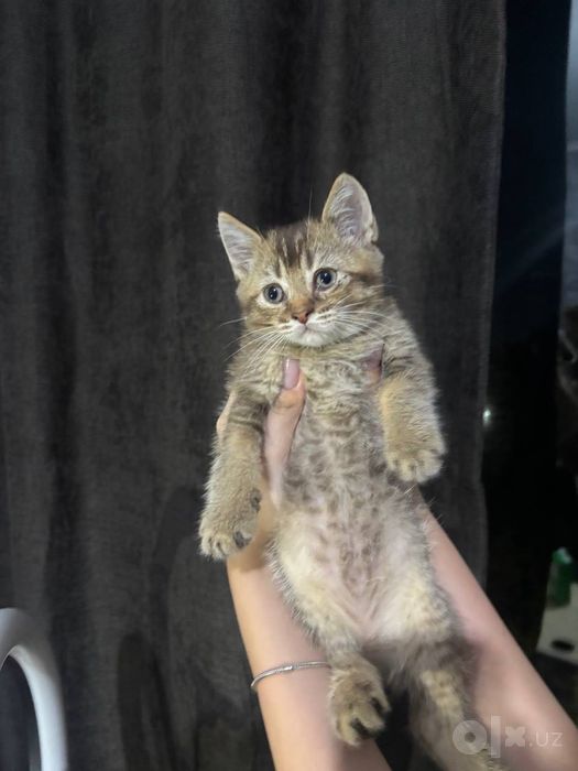 продам котят британский шиншила