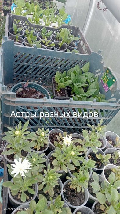 В продаже цветы однолетние, многодетние