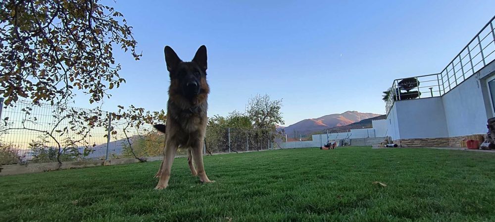 Елит Гардън -озеленяване и дизайн