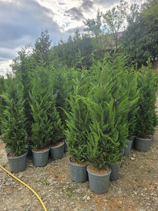 Vând plante ornamentale