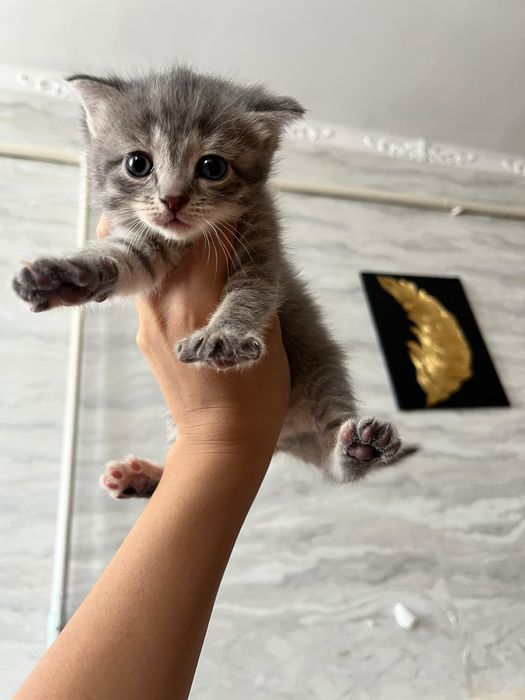 Продаю котят вислаушки