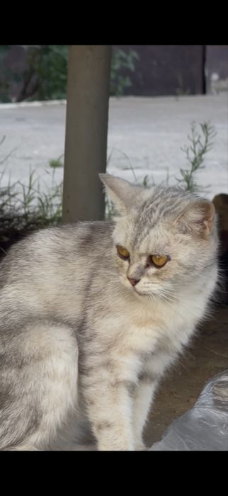 Нашла котика, если кто то терял свяжитесь