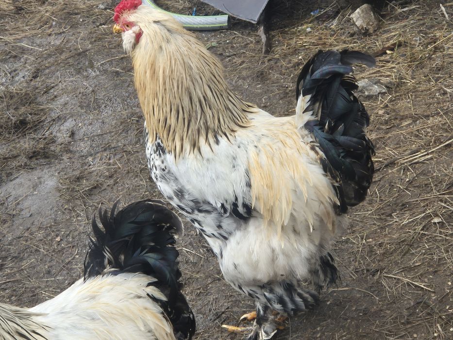 Cocoși  tineri 2025