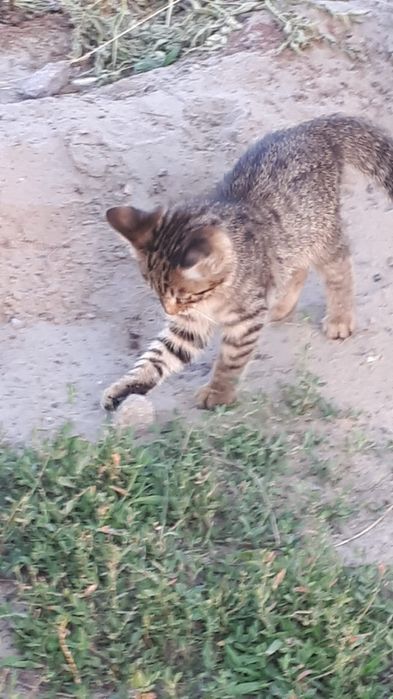 Камышовые котята.