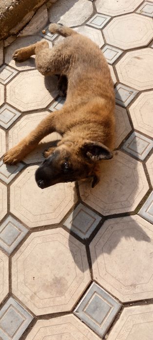 Бельгия овачарка боласи сотилади