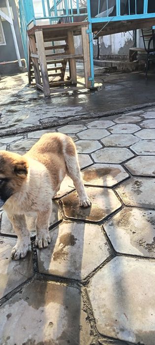 Ит сотилади "АЛАБАЙ"