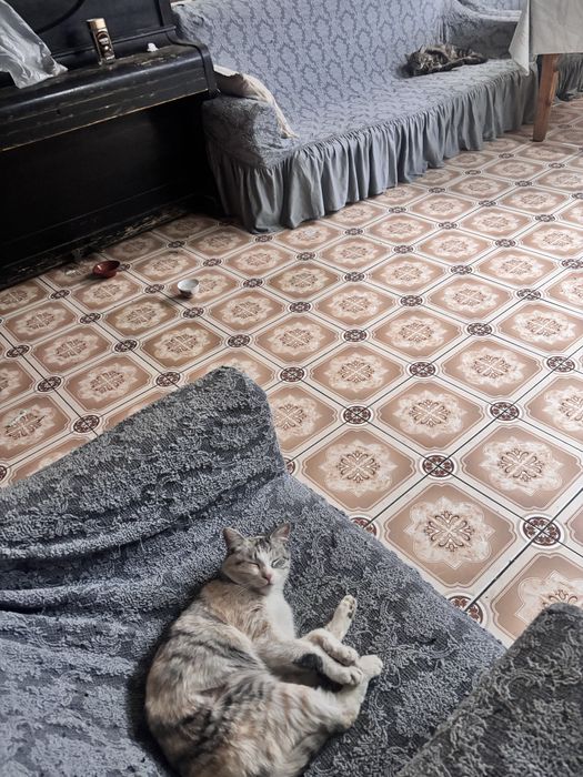 Отдам кошку в добрые и надежные руки