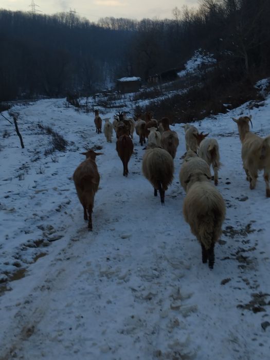 Vând 15 capre la a 3a Fătare și un cârlan de 6 luni