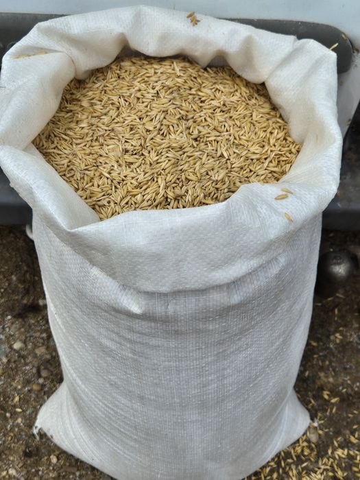 Vând Ovăz bulgăresc 2025