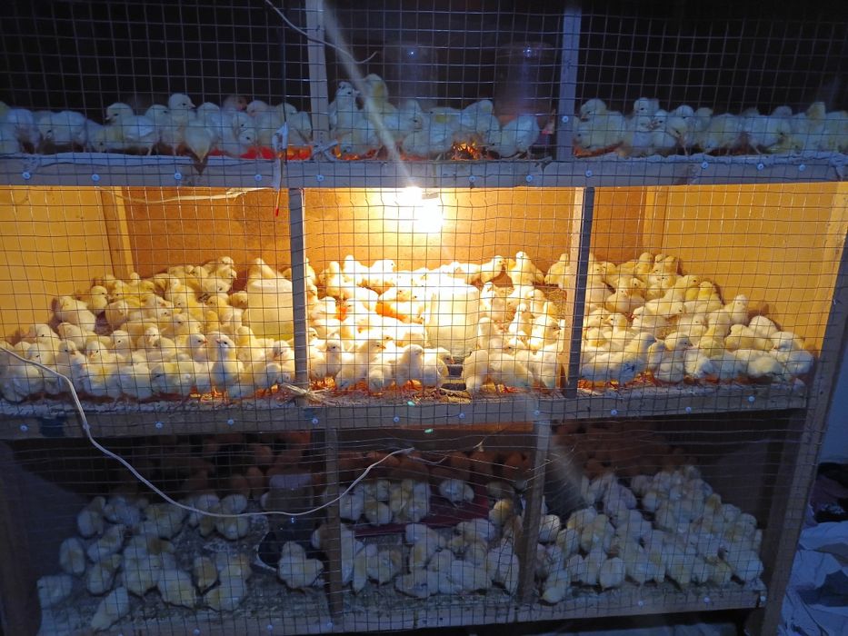 Адлер жужалари сотувда