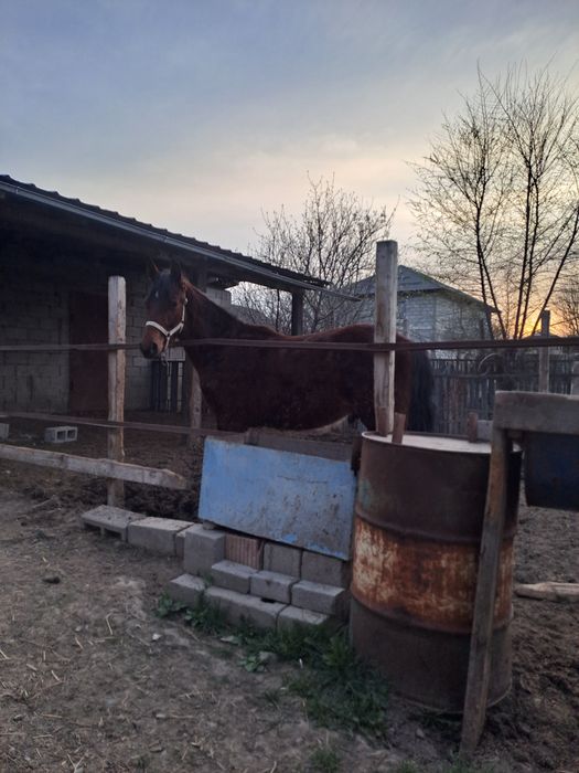 Тай сатам , продам тайчик