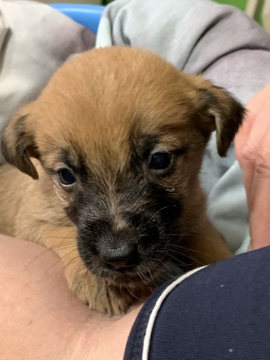 ДАРЮ Щенят спаниеля