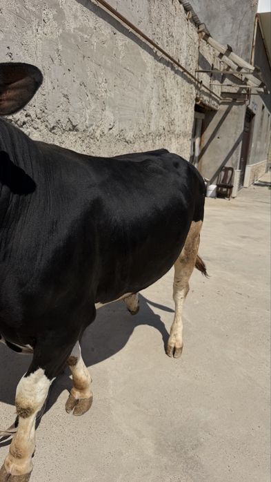 Buqacha sotiladi