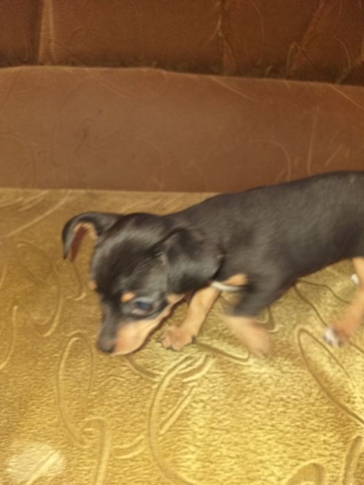 Продам тойтерьера девочку