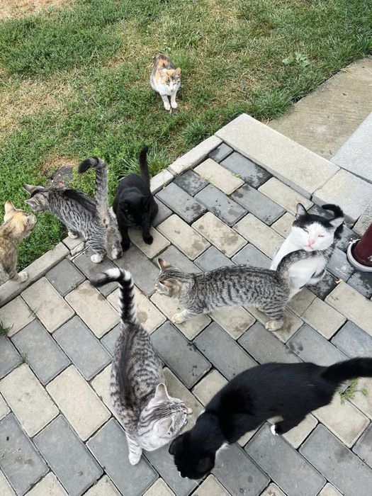 Adopție  pisici