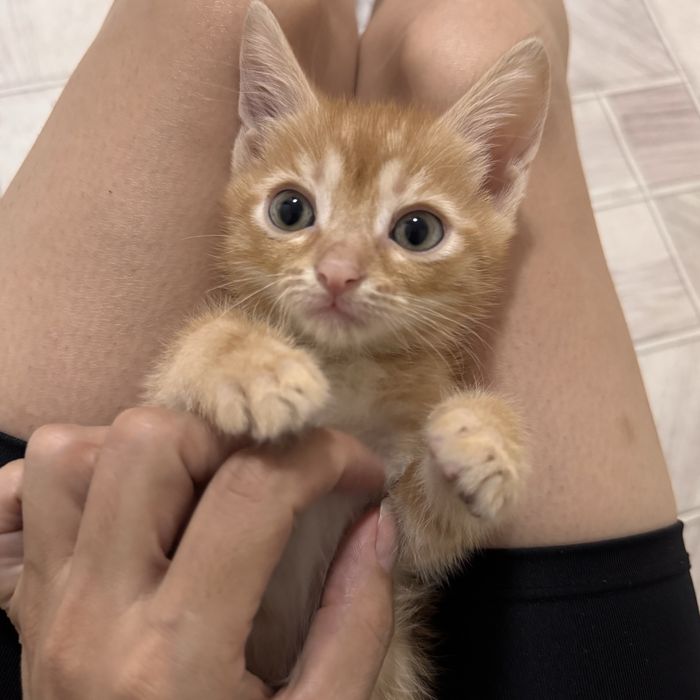 Отдам котят мальчики