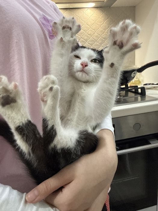Отдам котенка в добрые руки
