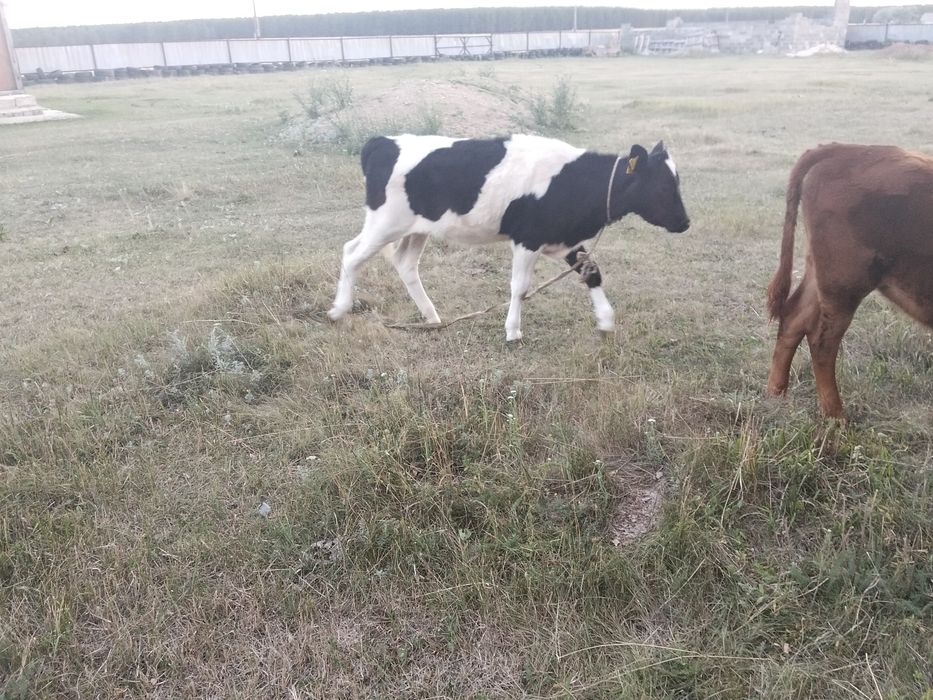 Продам телят  6-7мес