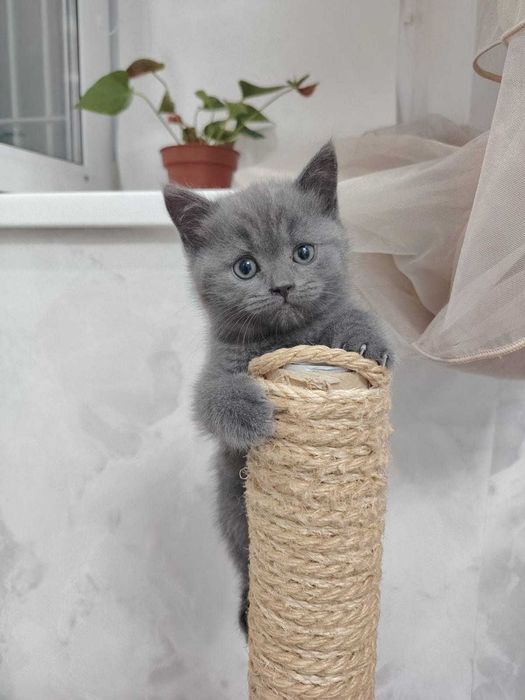 Продам британских котят