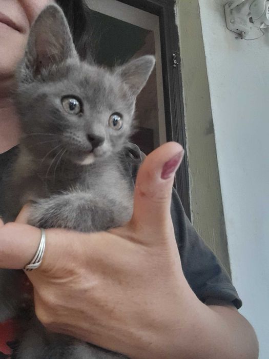 Ofer spre adoptie doua pisicut adorabile de doya luni jumate.