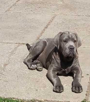 Cane Corso Femelă