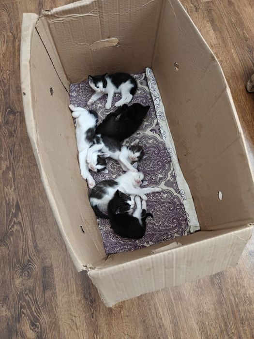 Отдам котят бесплатно