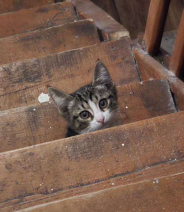 Котенок 3 месяца.