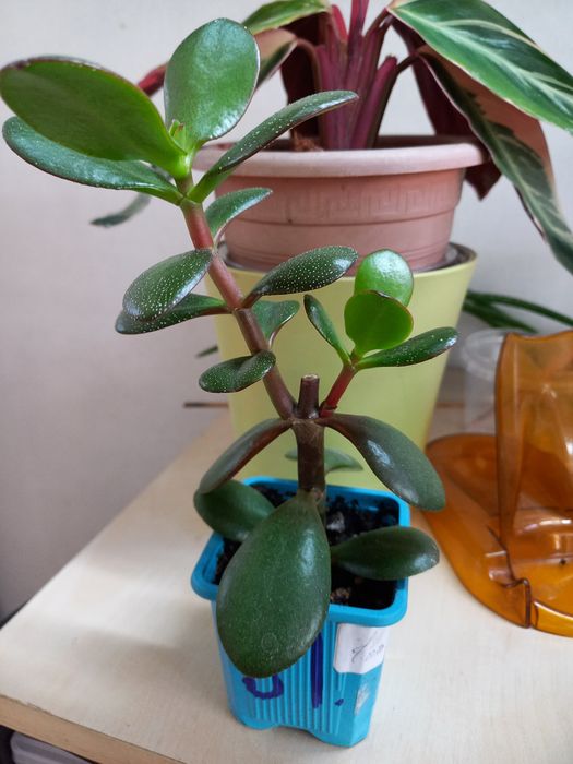 Цветы  для  дома