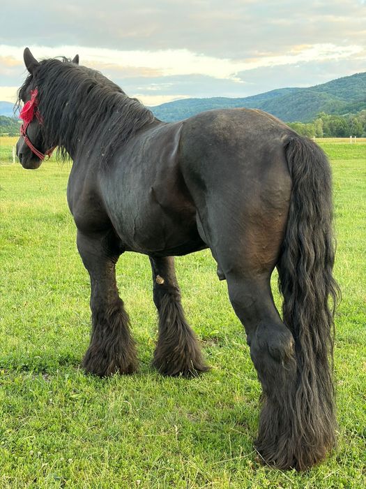 Armăsar belgian cu pedigree