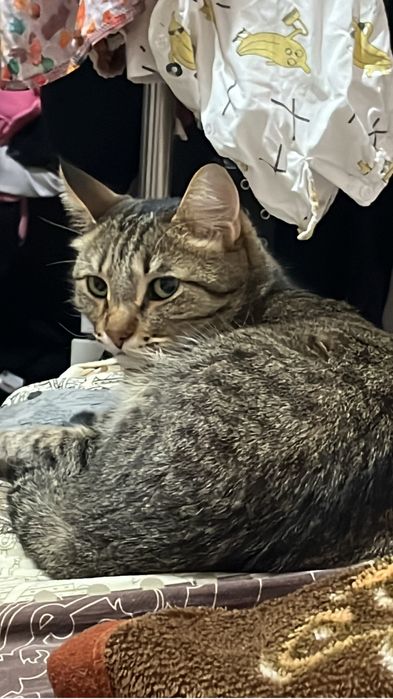 Отдаем кота( мальчик )