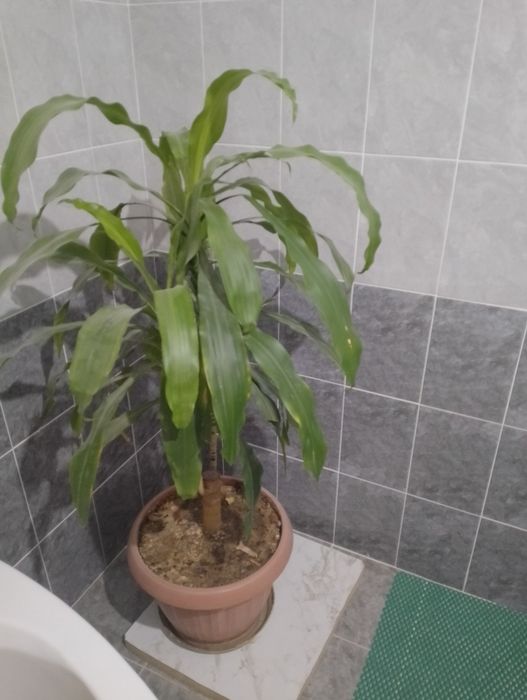 Драцена душистая